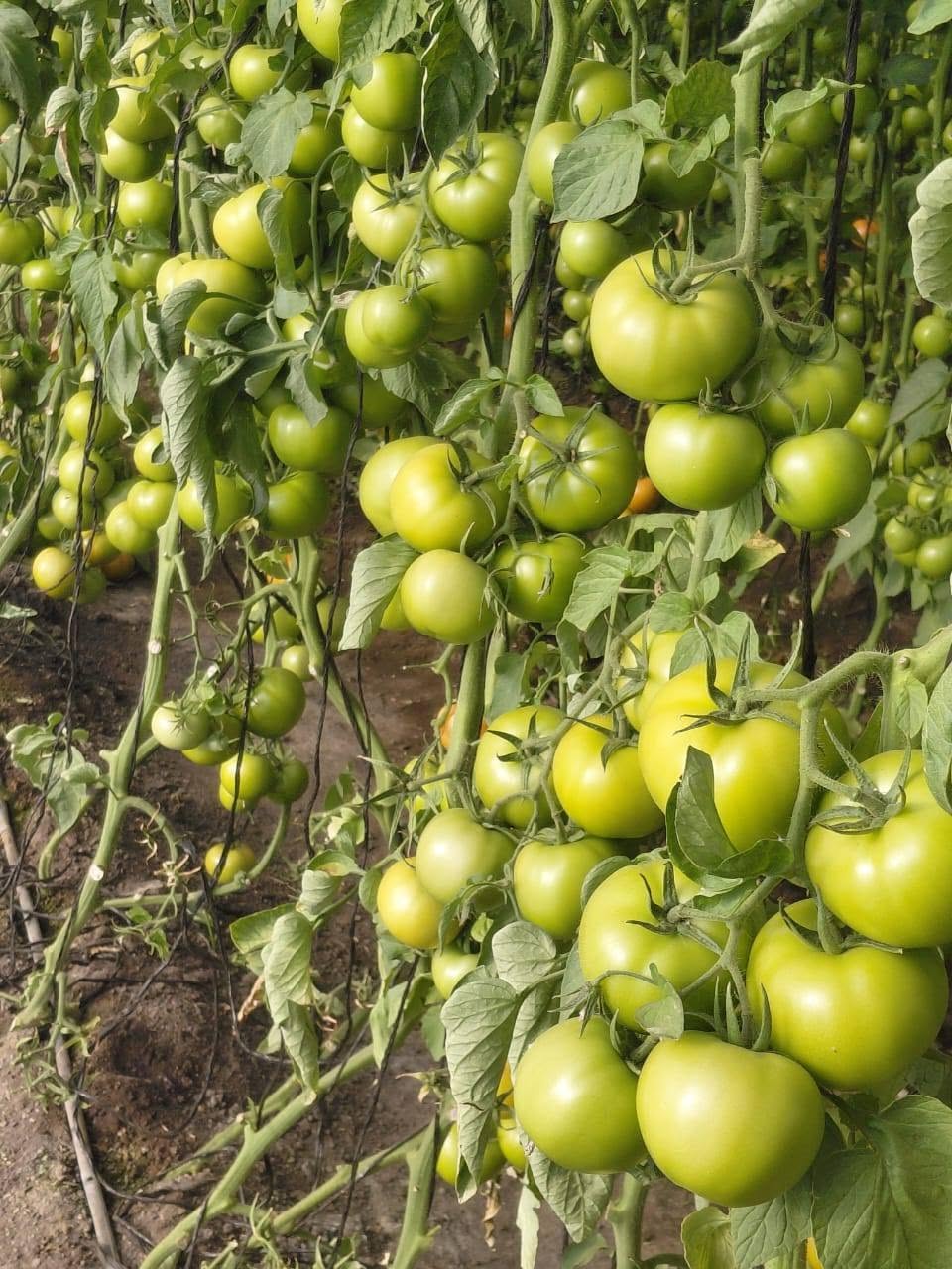 Crop Protection