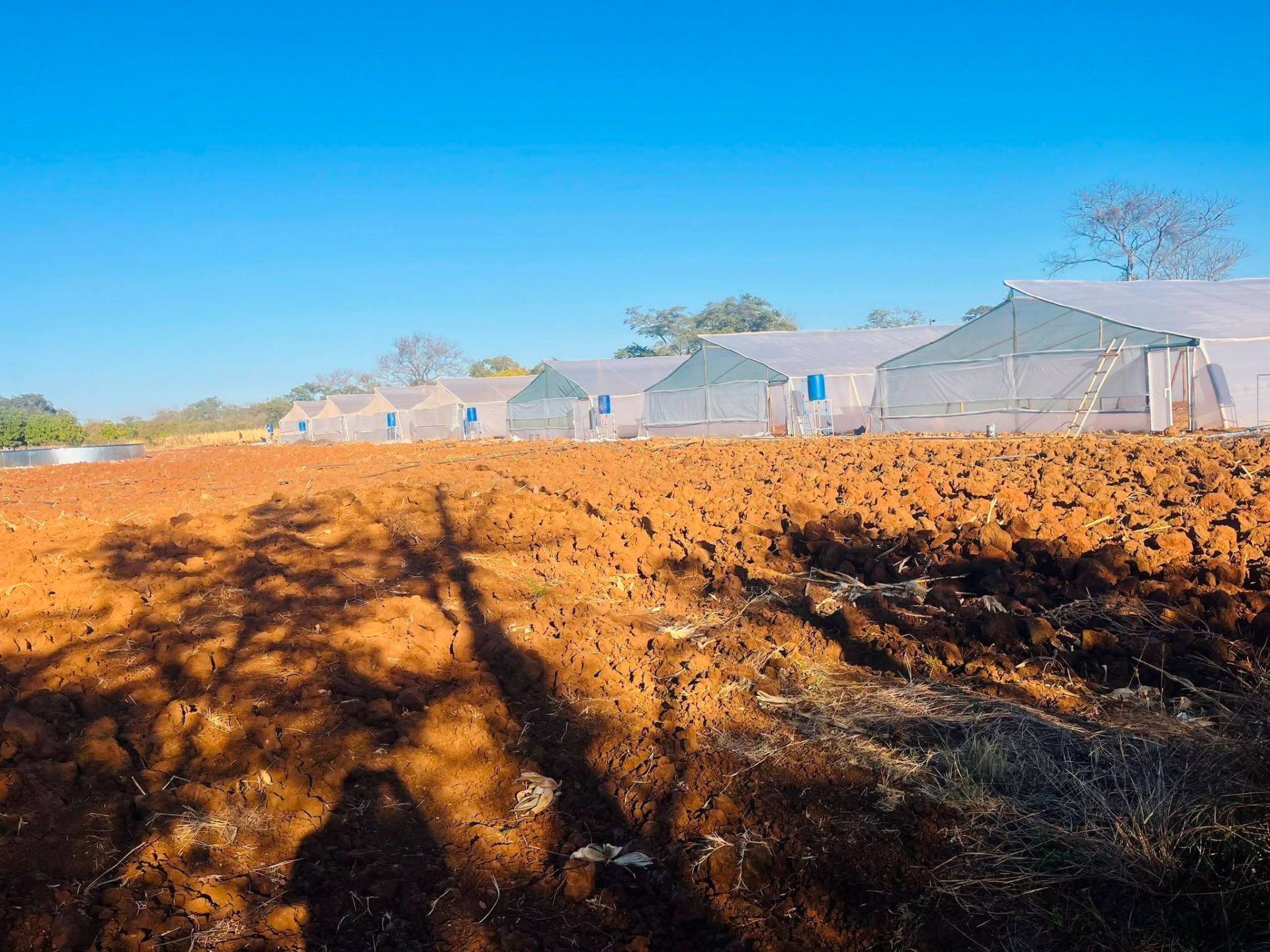 Kuza Africa greenhouses on red soil at sunrise