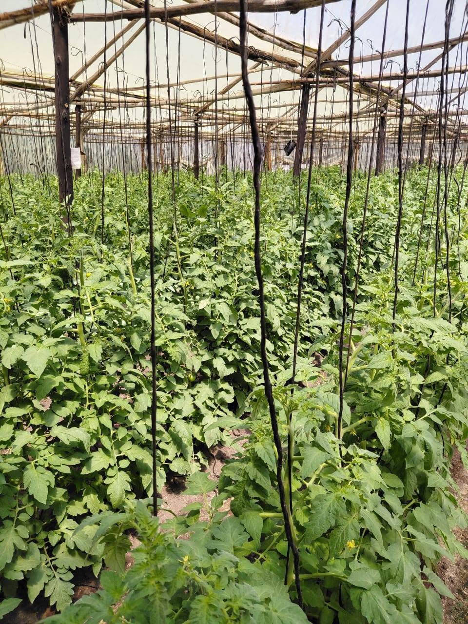 Tomatoes thriving inside a Kuza greenhouse